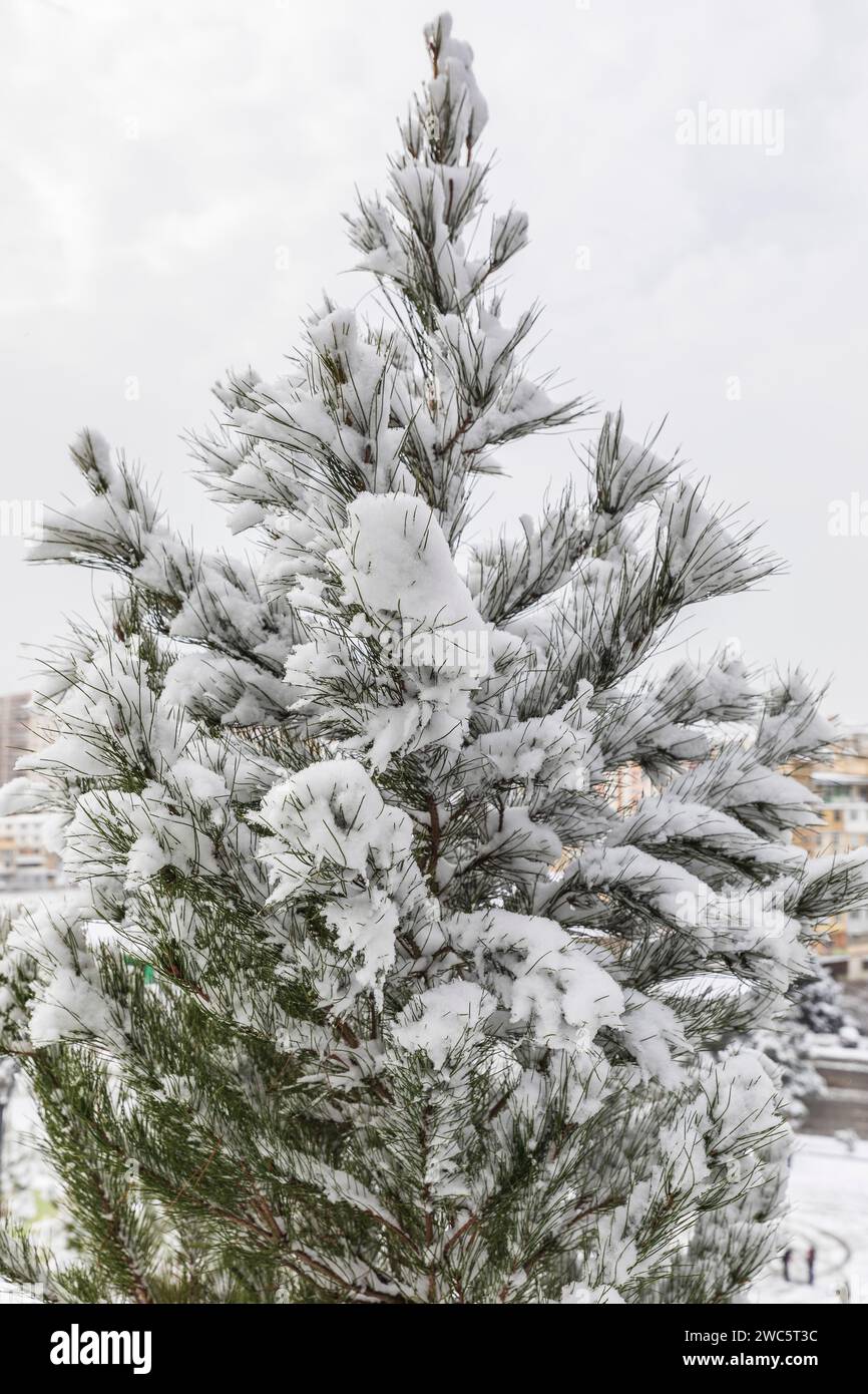 Weihnachtsbäume im schneebedeckten Park in Baku im Januar Stockfoto