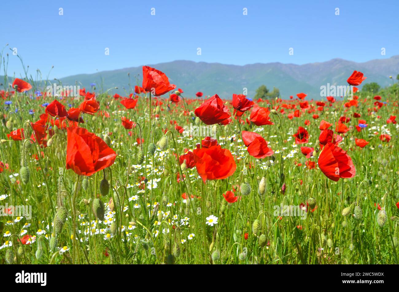 Das Feld Mohn. Wiese voller roter Mohnblumen im Frühling. Blühende Blumen. Stockfoto