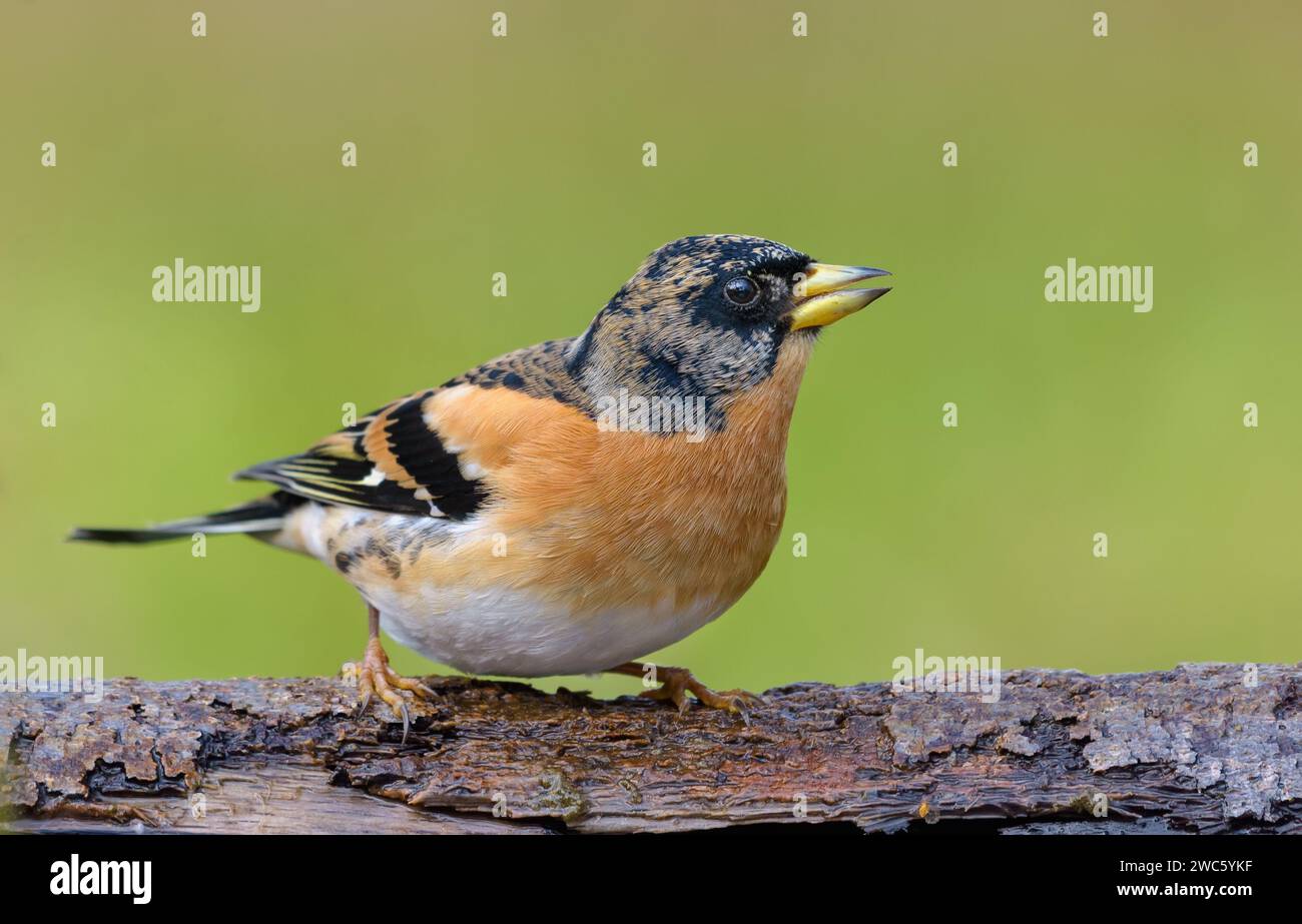 Männlicher Brambling (Fringilla montifringilla) posiert auf breitem Ast mit sauberem grünem Hintergrund Stockfoto