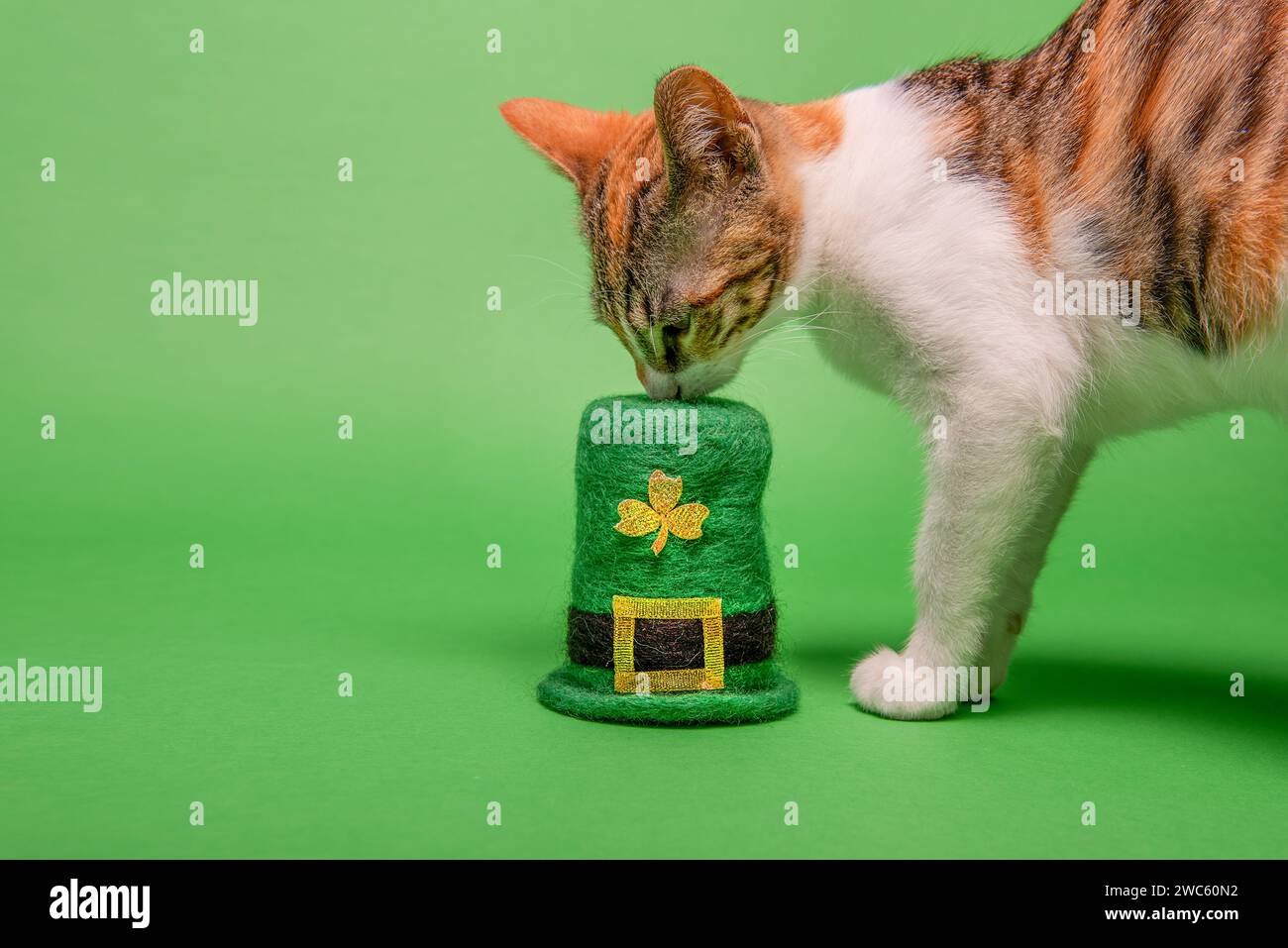 Auf grünem isoliertem Hintergrund schnüffelt kleines Kätzchen St. Patricks Hut mit goldenem Kleeblatt. Trikolore Katze zu Hause. Haustier ist wie Freund, Begleiter, fa Stockfoto