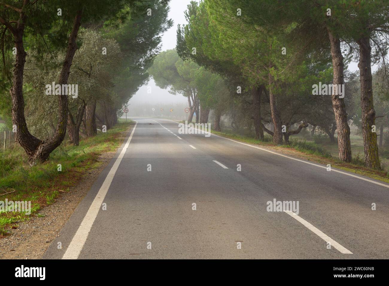 Allee of Trees entlang einer geraden Landstraße in Portugal an einem nebeligen Morgen im November 2023 Stockfoto