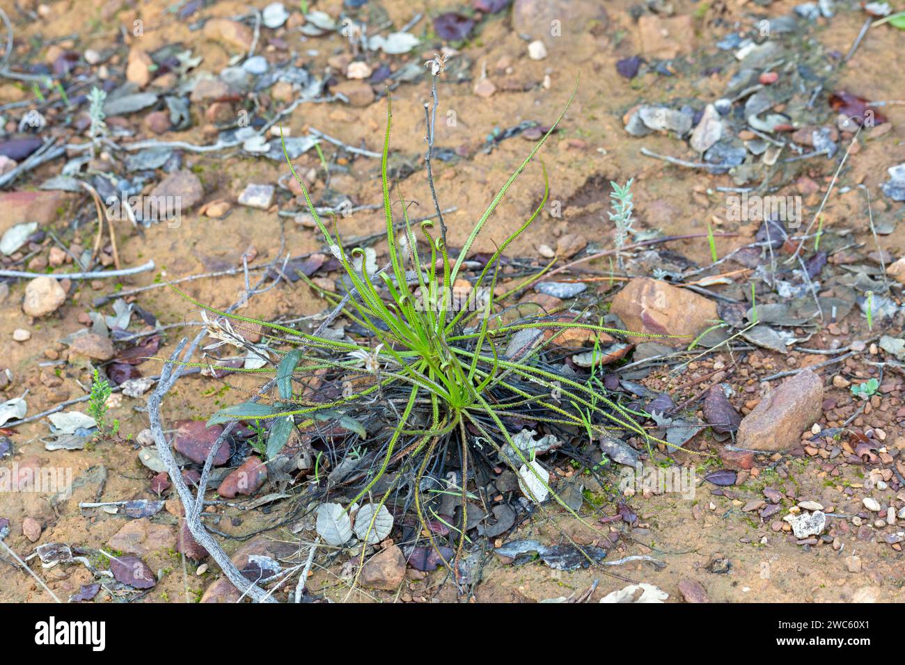 Drosophyllum lusitanicum, die Taukiefer, in einem natürlichen Lebensraum in Portugal nahe der spanischen Grenze Stockfoto