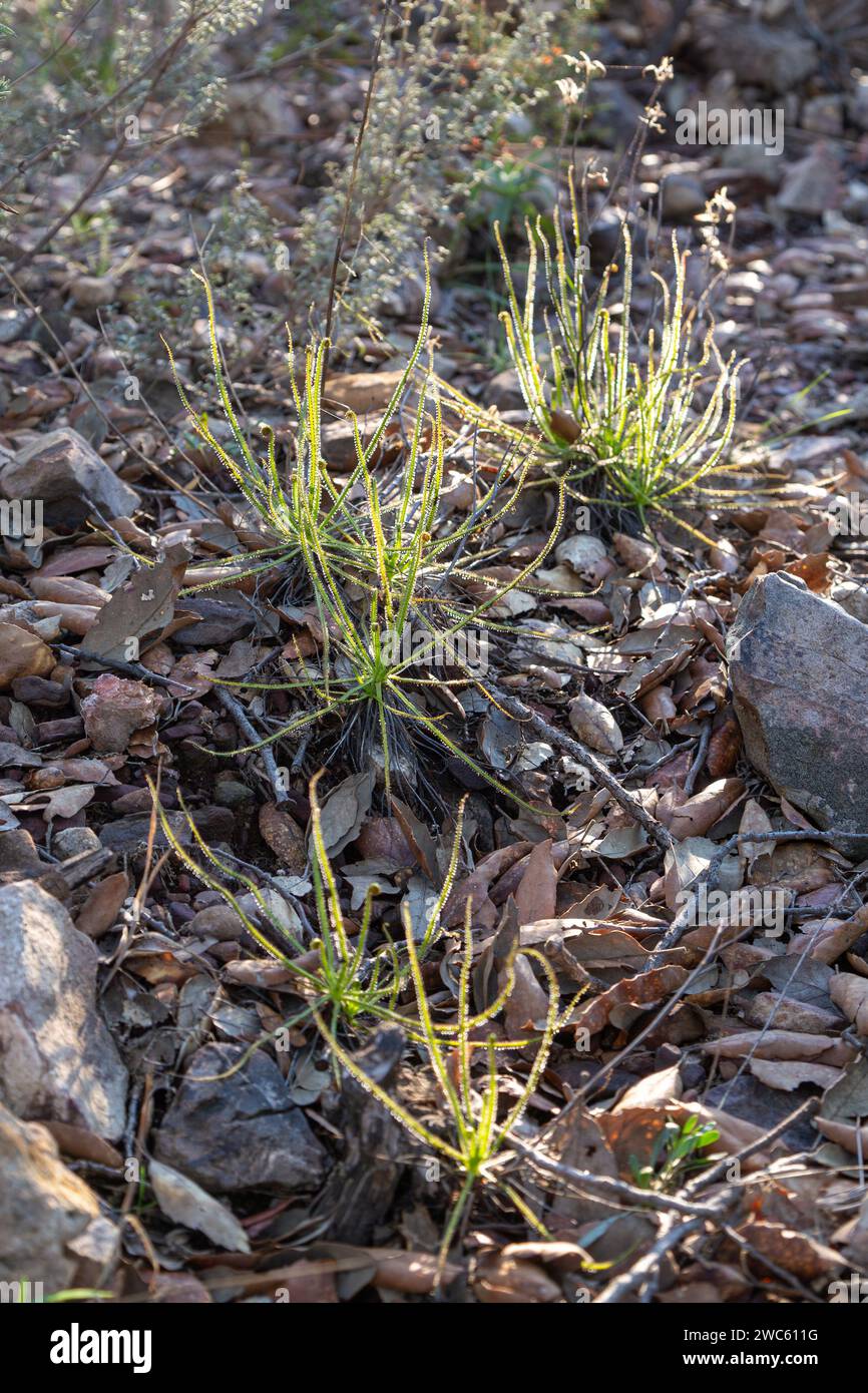 Drosophyllum lusitanicum, die Taukiefer, in einem natürlichen Lebensraum in Portugal nahe der spanischen Grenze Stockfoto