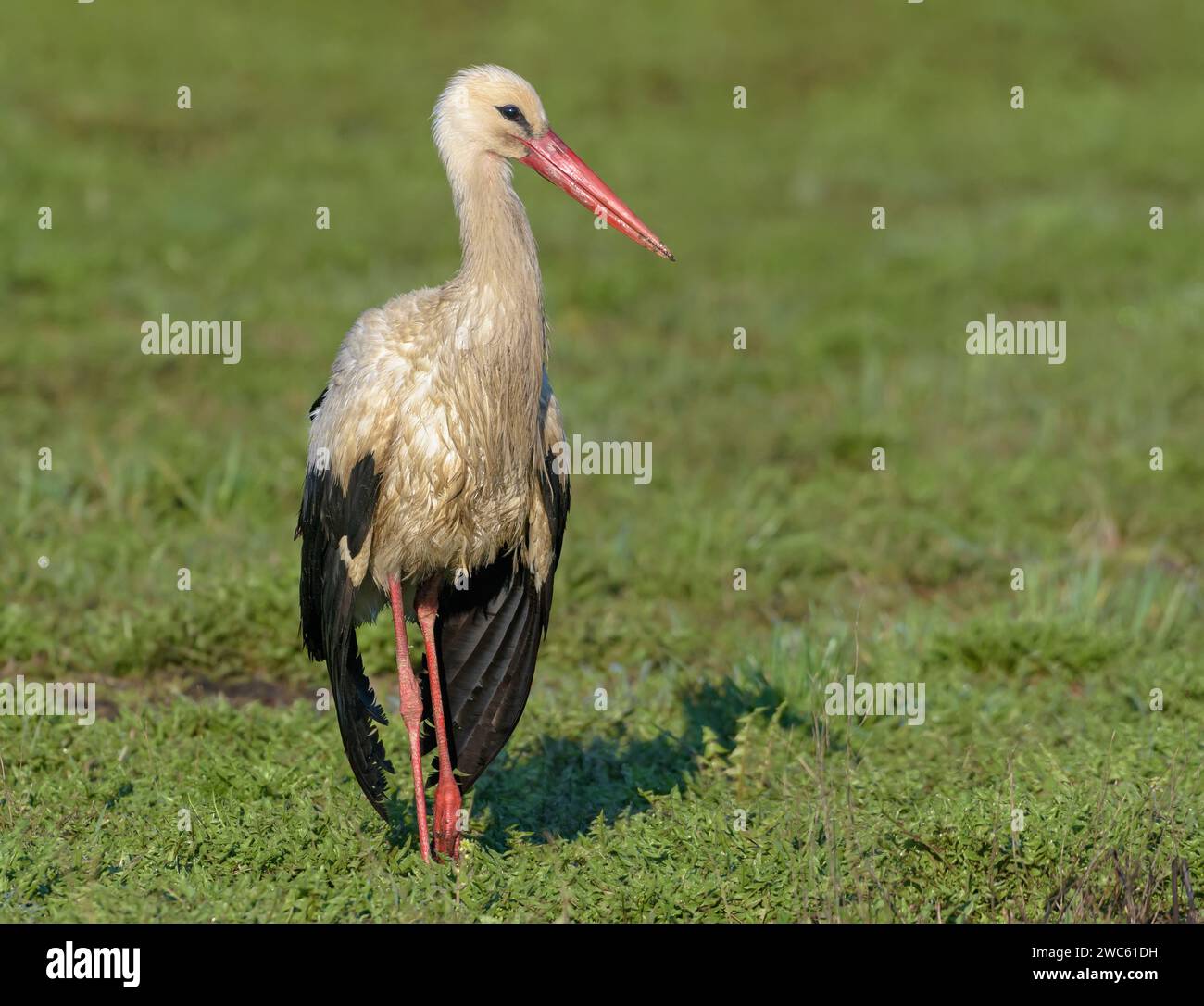 Erwachsener Weißstorch (ciconia ciconia), der im Frühjahr nach Regen auf gemähter Wiese posiert und trocknet Stockfoto