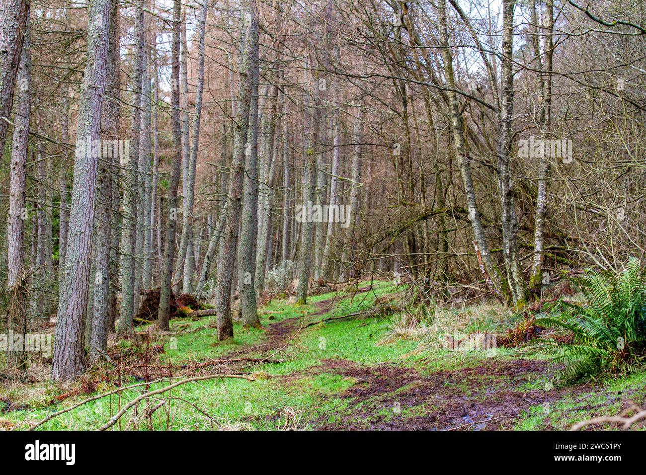 Dundee, Tayside, Schottland, Großbritannien. Januar 2024. Wetter in Großbritannien: Tayside erlebt ein kaltes und düsteres winterliches Wetter mit Temperaturen um 3°C. Januar Szenen aus Templeton Woods in der Nähe von Dundee Ardler Village. Templeton Woods ist bekannt für die berüchtigten Morde in den Jahren 1979 und 1980. Zu dieser Zeit wurde die Stadt von einem Serienmörder geplagt, und die beiden Fälle wurden als Templeton Woods Mordes bekannt. Quelle: Dundee Photographics/Alamy Live News Stockfoto