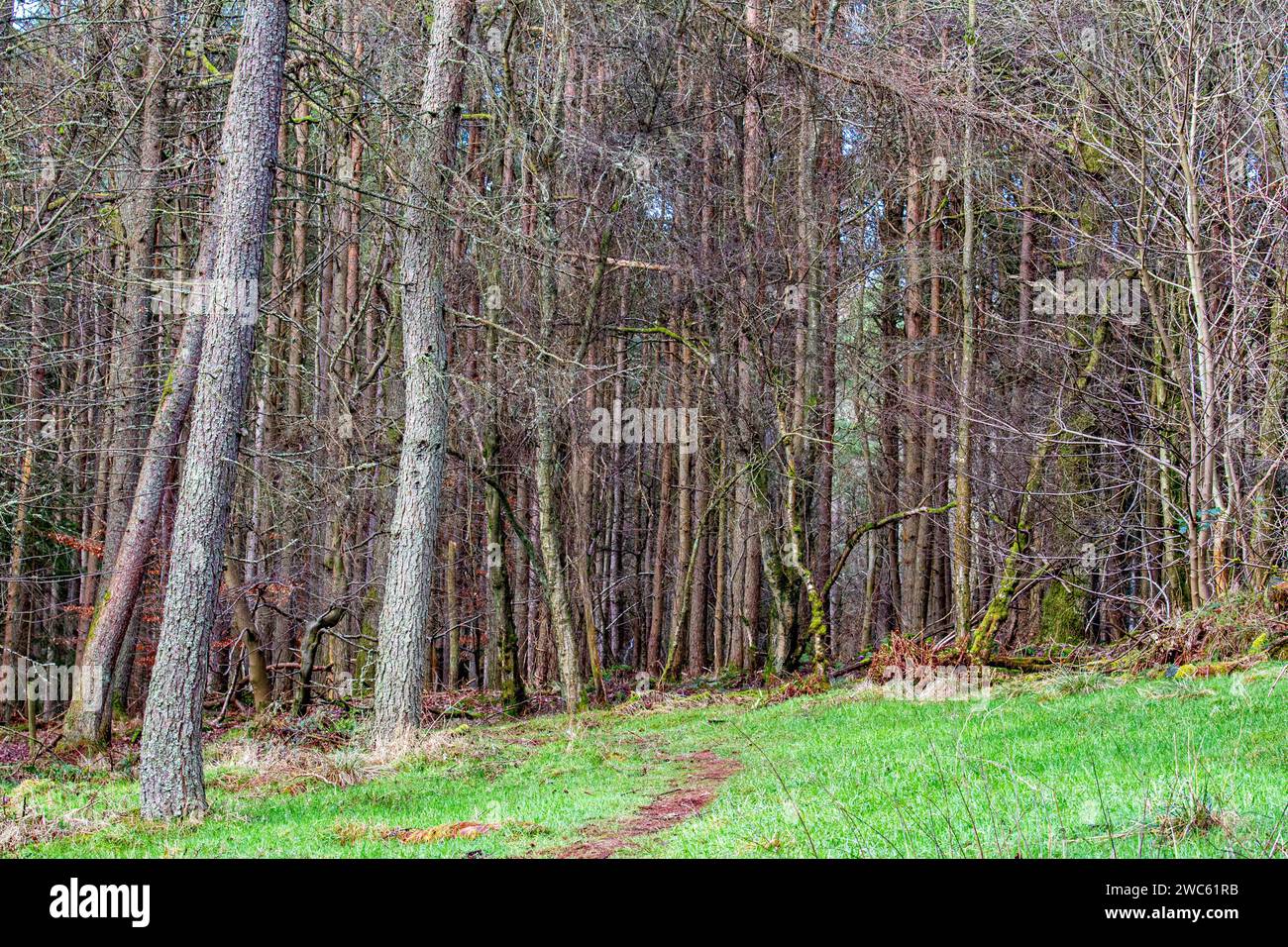 Dundee, Tayside, Schottland, Großbritannien. Januar 2024. Wetter in Großbritannien: Tayside erlebt ein kaltes und düsteres winterliches Wetter mit Temperaturen um 3°C. Januar Szenen aus Templeton Woods in der Nähe von Dundee Ardler Village. Templeton Woods ist bekannt für die berüchtigten Morde in den Jahren 1979 und 1980. Zu dieser Zeit wurde die Stadt von einem Serienmörder geplagt, und die beiden Fälle wurden als Templeton Woods Mordes bekannt. Quelle: Dundee Photographics/Alamy Live News Stockfoto