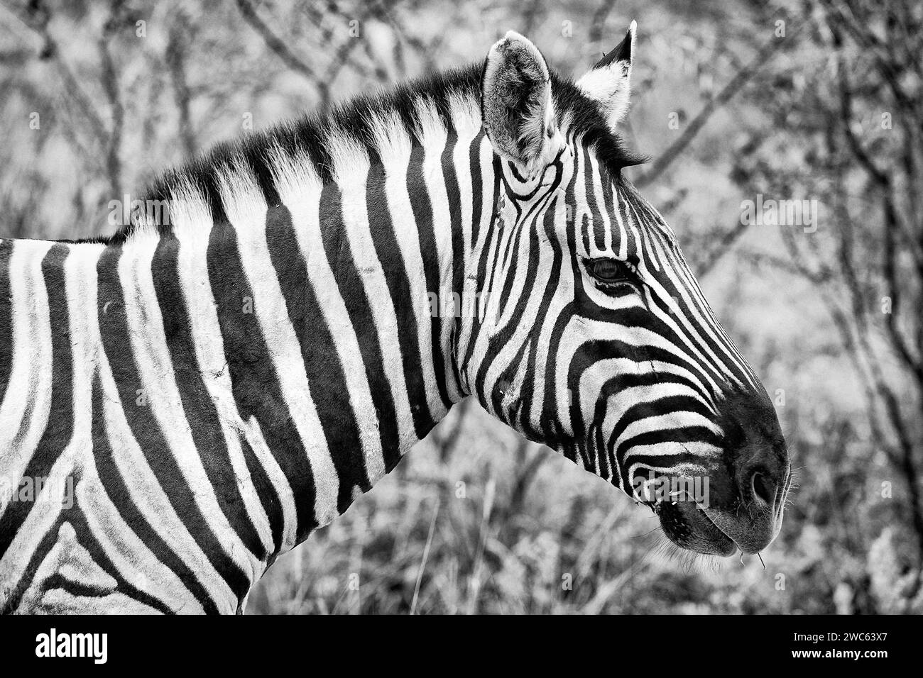 Plains Zebra (Equus quagga), wild, frei lebendig, Safari, Huftiere, Kopf, Kopfporträt, Tier, Schwarzweiß, Schwarzweiß, Schwarzweiß, bw, in Etosha National Stockfoto