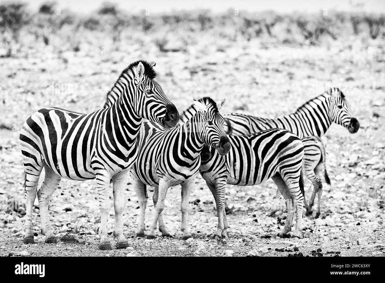 Plains Zebra (Equus quagga), wild, frei lebendig, Safari, Huftiere, Herde, Gruppe, Tier, Schwarzweiß, Schwarzweiß, bw, im Etosha National Park Stockfoto
