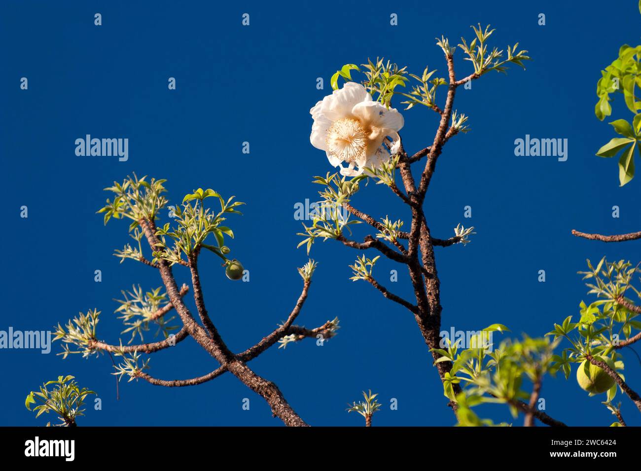 Afrikanischer Baobab (Adansonia digitata), Baobab-Baum, Blüten, Blüten, Früchte, Blüte, Detail, Baumfrucht, Blüte, Laubbaum, Pflanze, Flora Stockfoto