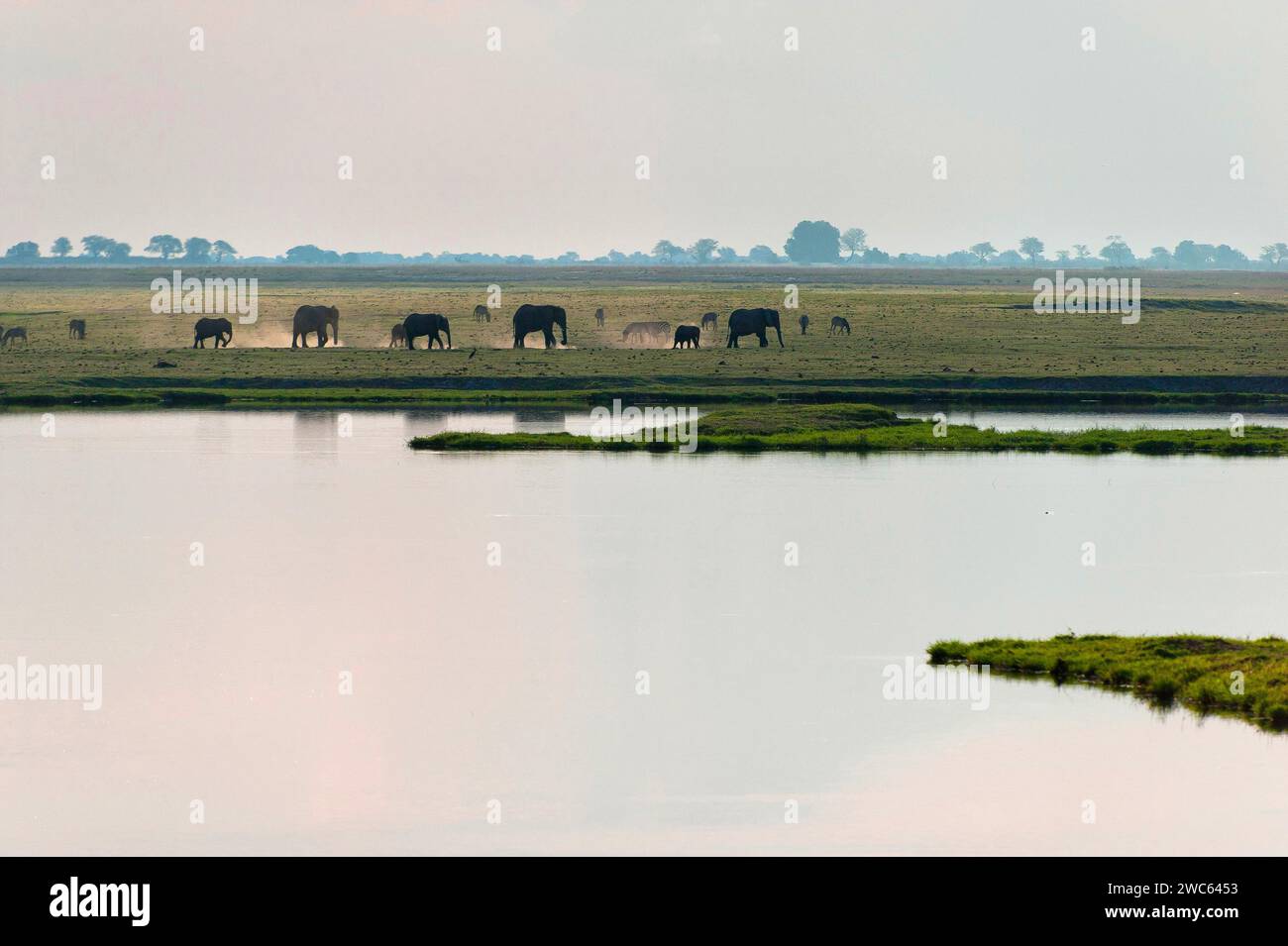 Elefantenherde (Loxodonta africana), Hintergrundbeleuchtung, romantisch, Landschaft, Abendstimmung, Staub, Tierbeobachtung, Flussufer, Safari, Reisen, Tourismus, Chobe Stockfoto