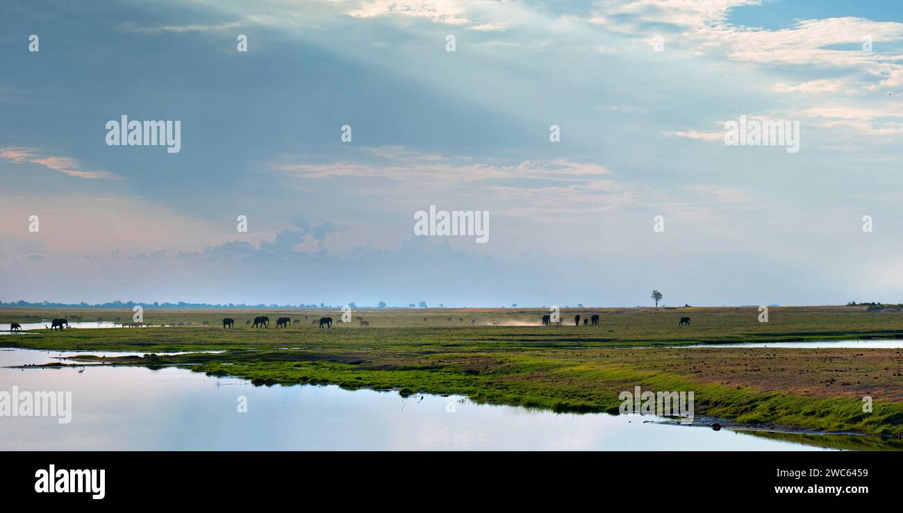 Elefantenherde (Loxodonta africana), Hintergrundbeleuchtung, romantisch, Landschaft, Abendstimmung, Staub, Tierbeobachtung, Flussufer, Safari, Reisen, Tourismus, Chobe Stockfoto