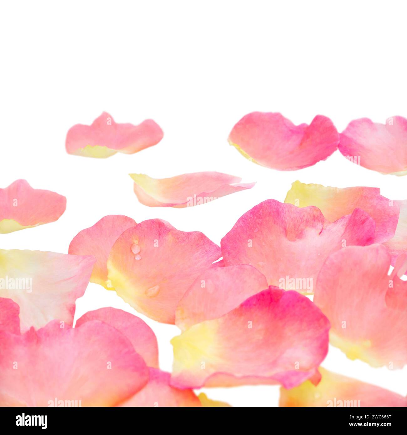 Rosafarbene Rosenblätter häufen sich mit Wassertropfen auf weiß. Shallow Focus.Flower-Geschenkgutschein für Muttertag, Valentinstag. Hochzeitseinladung. Stockfoto