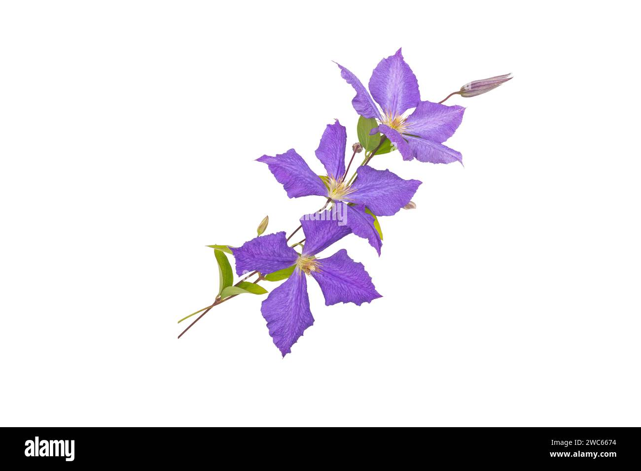 Drei violette Blüten, Blätter und Knospen Strauß isoliert auf weiß. Blaue Clematis Jackmanii Blumenarrangements. Kletterpflanzenzweig. Violetter Bloo Stockfoto