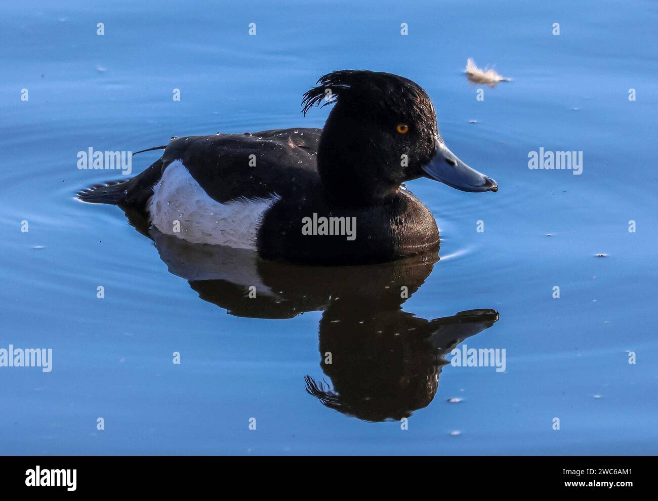 Lurgan park winter 2024 -Fotos und -Bildmaterial in hoher Auflösung – Alamy