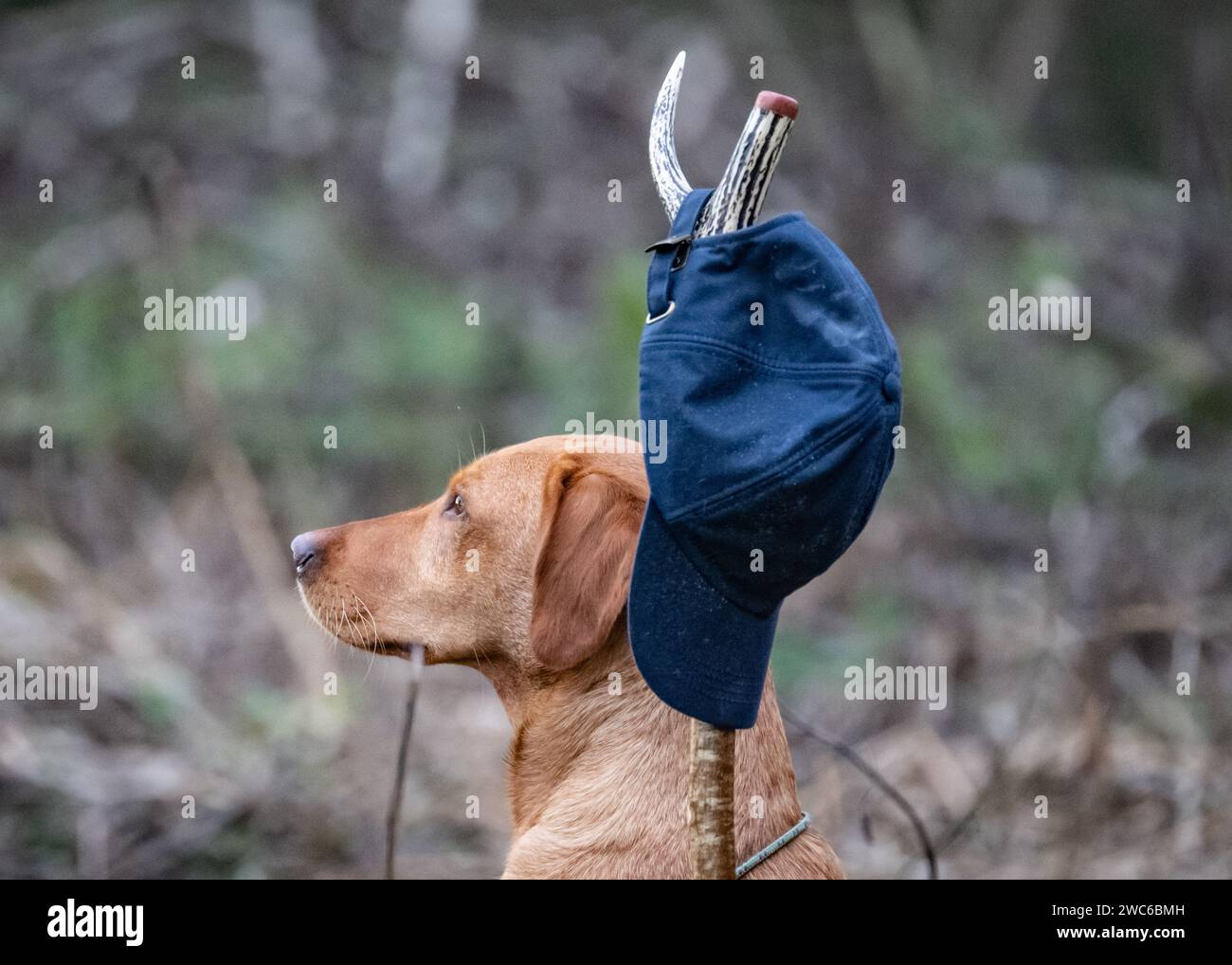 Fox Red Labrador posiert an einem Drehtag Stockfoto