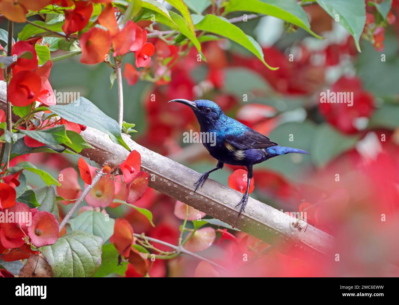 Purple sunbird männlich (Cinnyris asiaticus). Purple Sunbirds sind kleine, Nektar fressende Vögel, die zur Familie der sunbird gehören. Stockfoto