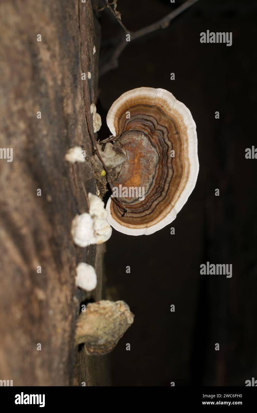 Ein Pilz mit einer weißen Unterseite und einer braunen Spitze mit konzentrischen Kreisen, die auf einem Baumstamm wachsen. Stockfoto