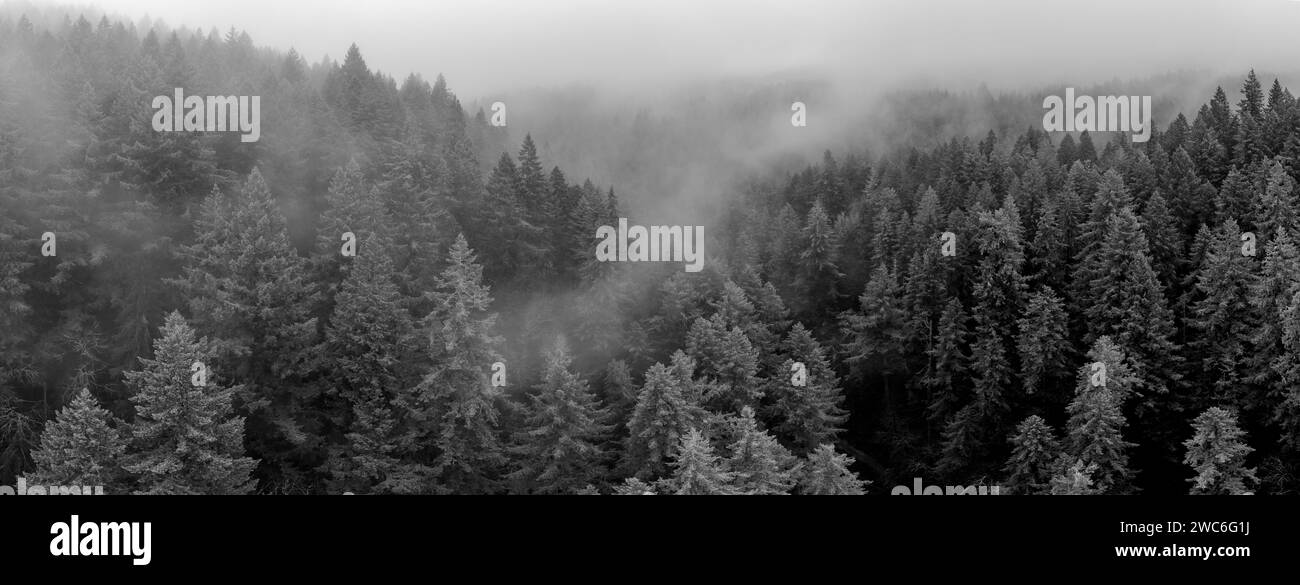 Nebel zieht durch einen pazifischen Nordwesten Wald westlich von Portland, Oregon. In dieser Region der USA gibt es ausgedehnte Wälder, Berge und Flüsse. Stockfoto