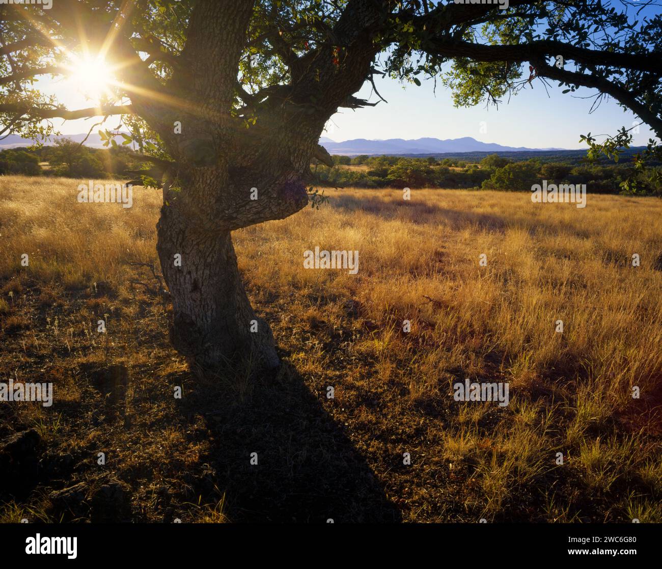 Sonnenlicht wird durch eine Eiche in den Patagonia Mountains im Süden Arizonas gefiltert. Stockfoto