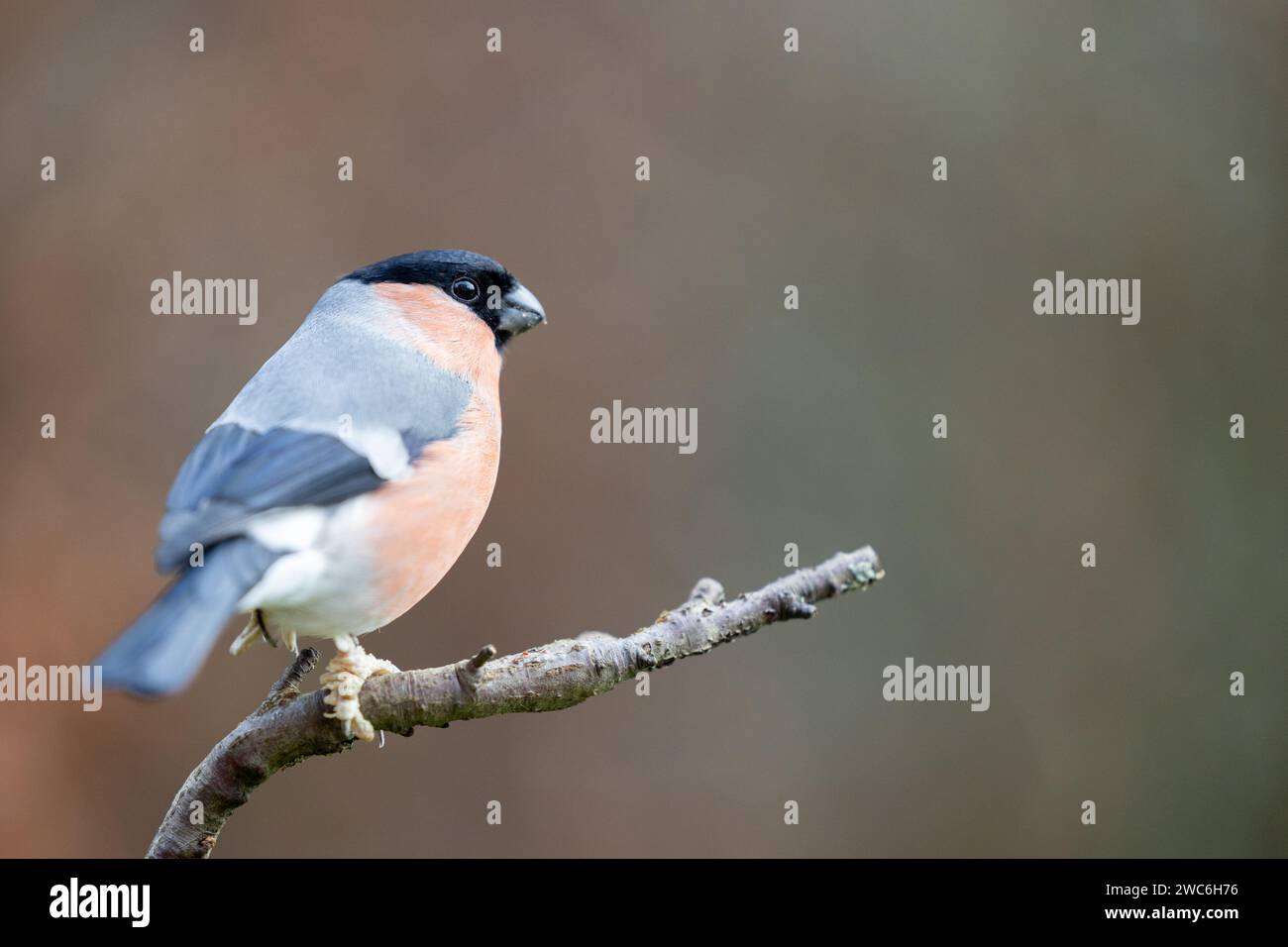 Erwachsener männlicher Eurasischer Bullfink (Pyrrhula pyrrhula), der im Winter auf einem Ast sitzt. Yorkshire, Großbritannien, im Januar 2024 Stockfoto