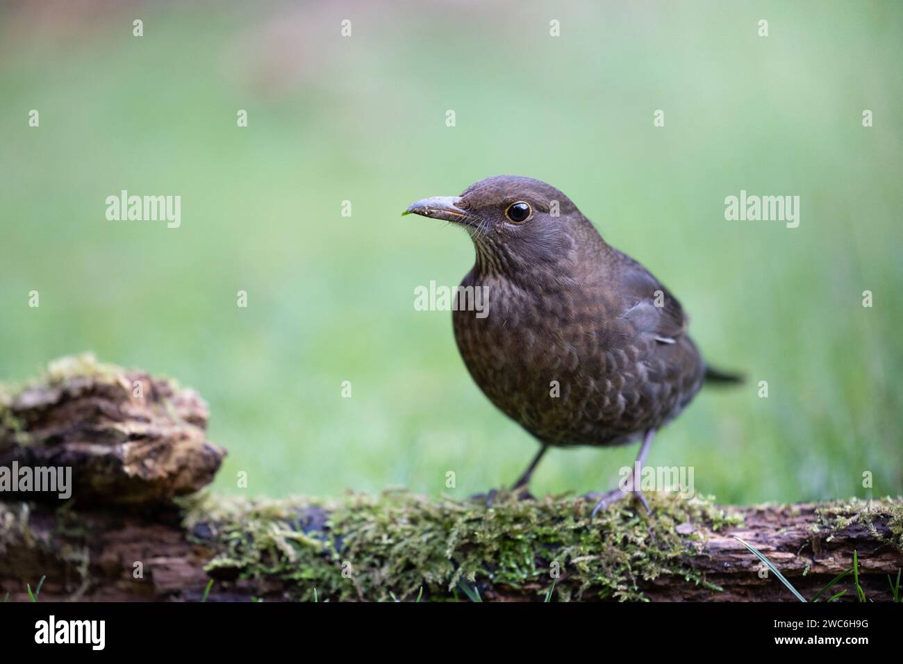 Amsel (Turdus merula) auf einem Holzstamm in einem britischen Garten mit natürlichem Hintergrund. Yorkshire, Großbritannien im Winter 2023/2024 Stockfoto