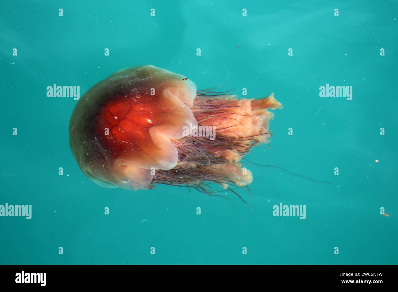 Alaska-Quallen-Nahaufnahme im Wasser beim Schwimmen Stockfoto
