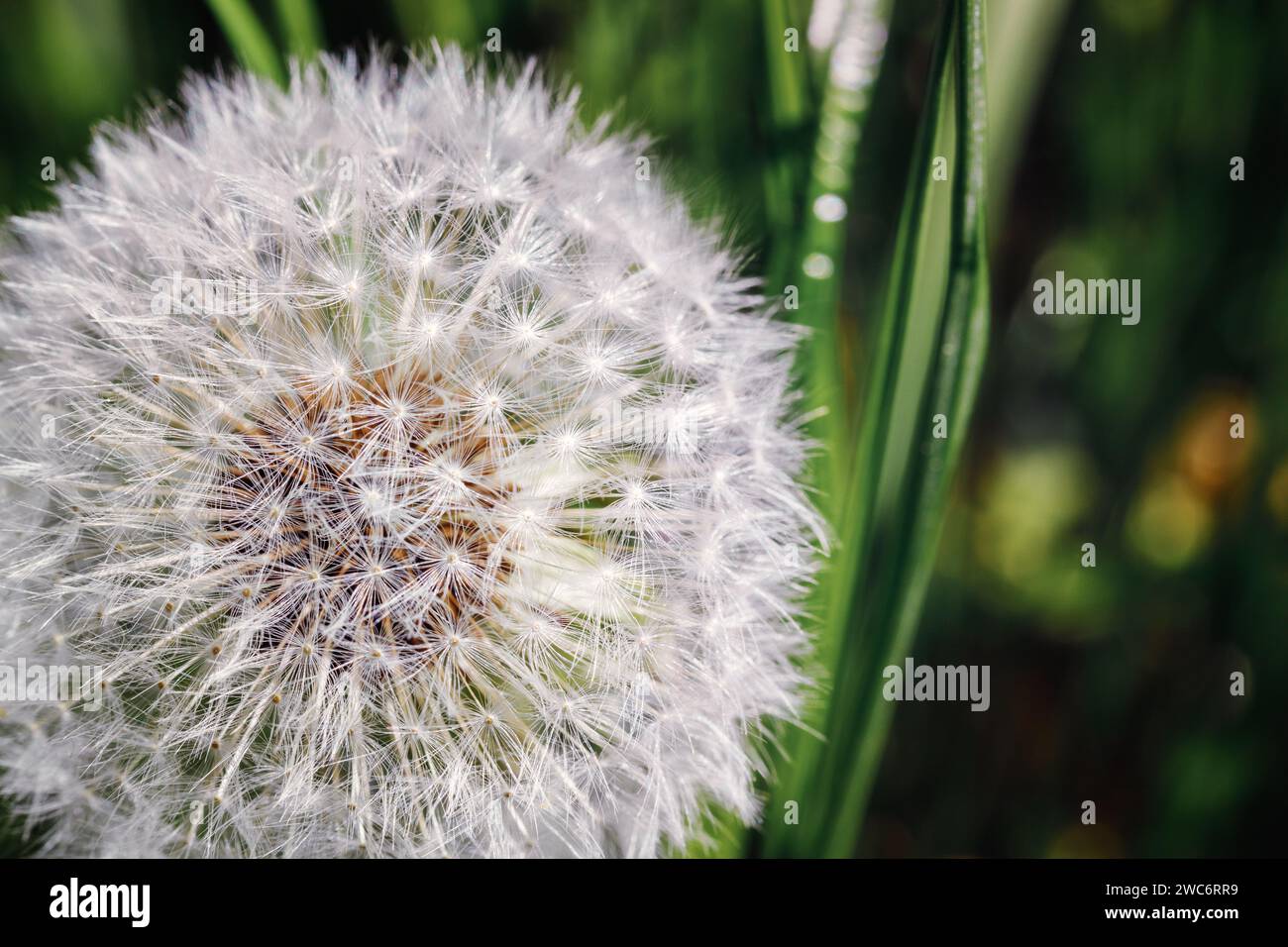 Löwenzahn Flusen Close-up hat eine schöne Samenstruktur. Stockfoto