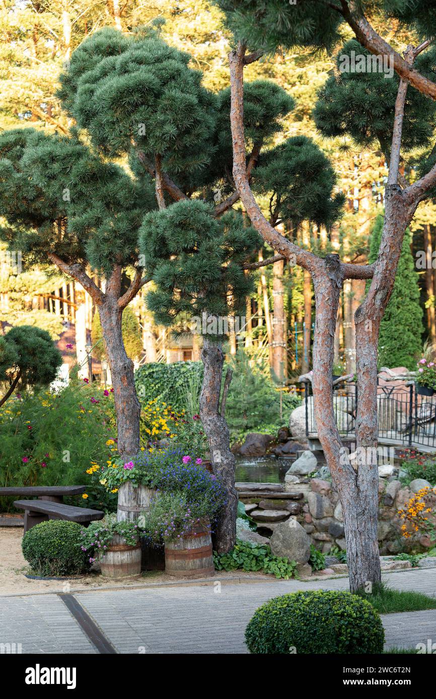 Öffentlicher Park Garten mit kleinen dekorativen Kiefern und vielen verschiedenen Pflanzen im Sommer. Stockfoto