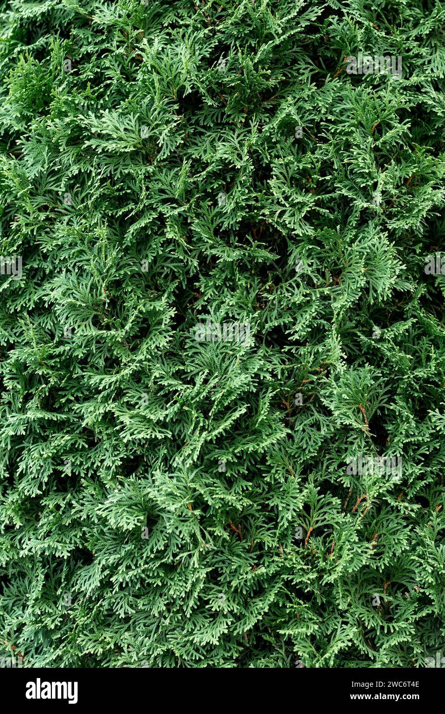 Grüner Nadelstrauch. Thuja-Hecke Textur. Das Pflanzenmuster der amerikanischen Arborvitae. Immergrüner Zierzaun Thuja occidentalis. Stockfoto