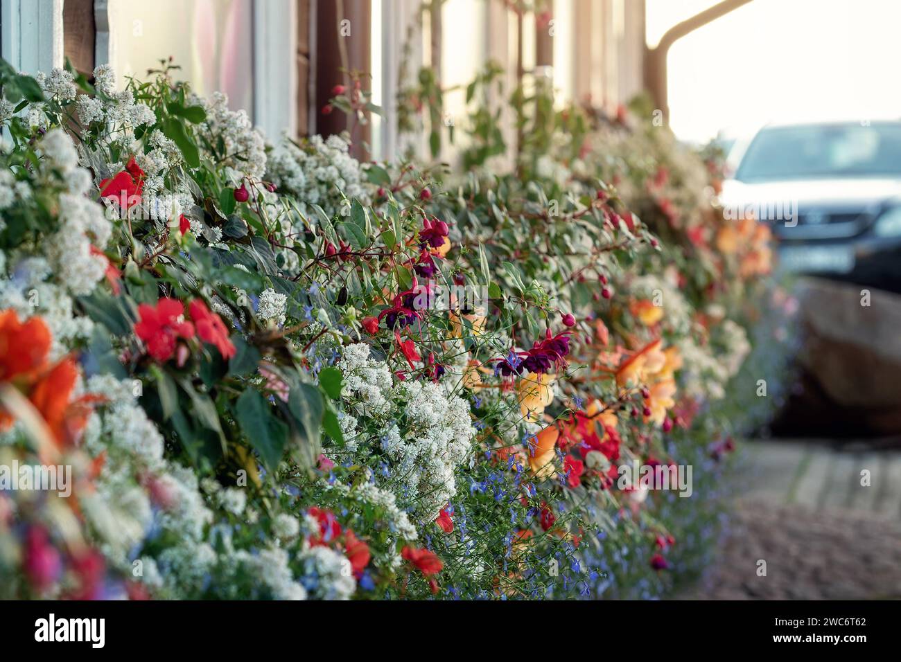 Verschiedene Töpfe bunte Blumen unter der hellen Sonne an der Wand vor verschwommenem Hintergrund. Blumen- und Gartenkonzept Stockfoto