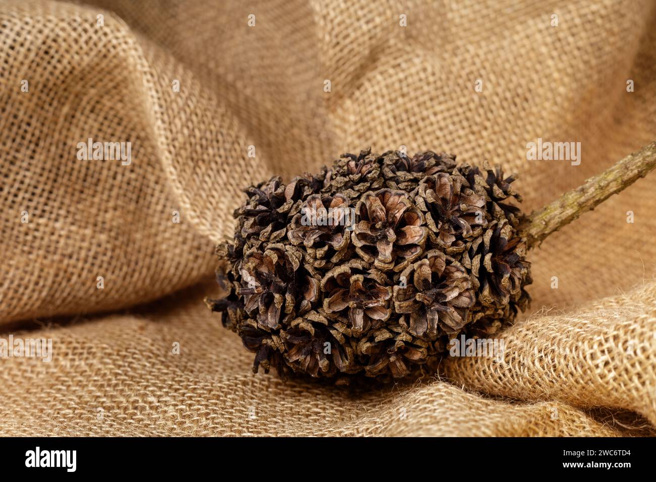 Viele Tannenzapfen, die auf natürliche Weise in einem Stapel zusammengewachsen sind und einen festen Ball bilden, auf Sacktuch-Sackleinen Hintergrund. Horizontales Foto. Stockfoto