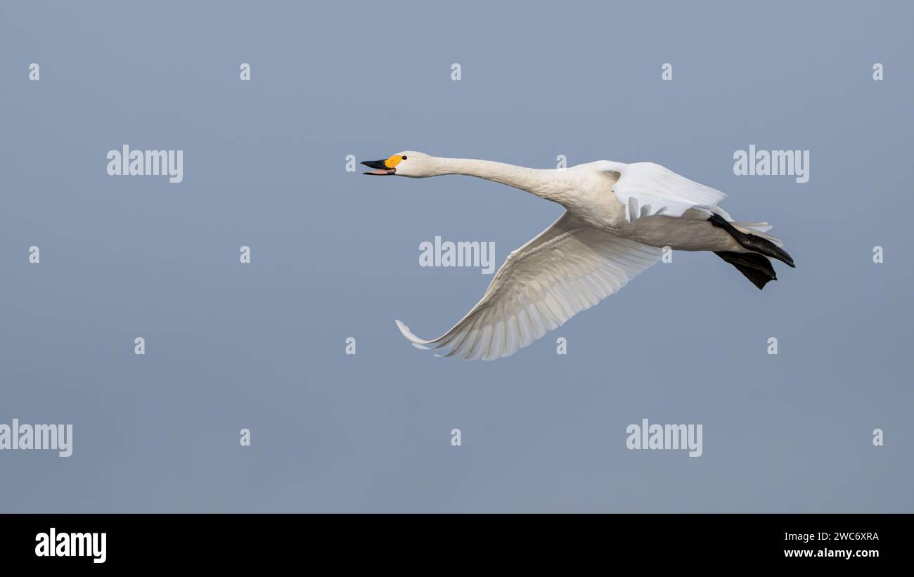 Bewick's Swan (Cygnus columbianus bewickii), Flying Stockfoto