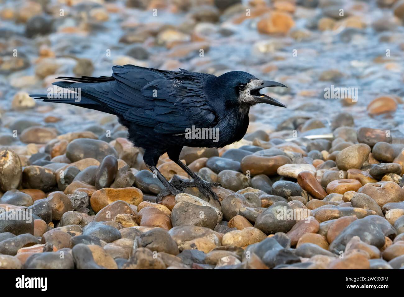 Rauch (Corvus frugilegus) Caling Stockfoto