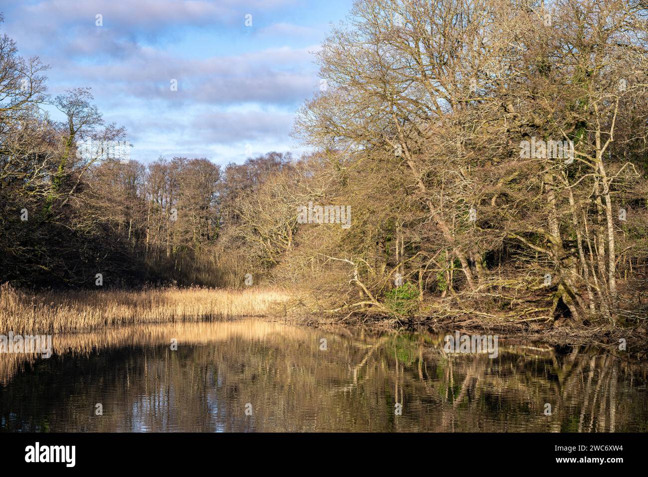 Waldreflexionen im Winterlicht Stockfoto