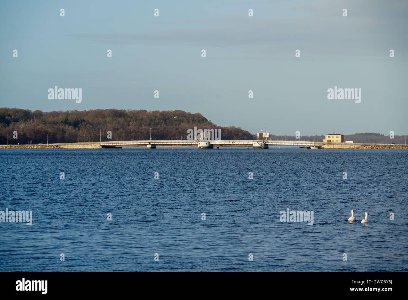 Zwei weiße Schwäne schwimmen in einem ruhigen See, mit einer Brücke und üppigen grünen Bäumen im Hintergrund. Stockfoto