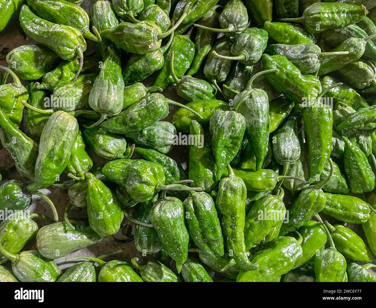 Naga Morich ist eine Chilischote, die in Nordostindien und Bangladesch angebaut wird. Dieses Foto wurde aus Bangladesch aufgenommen Stockfoto