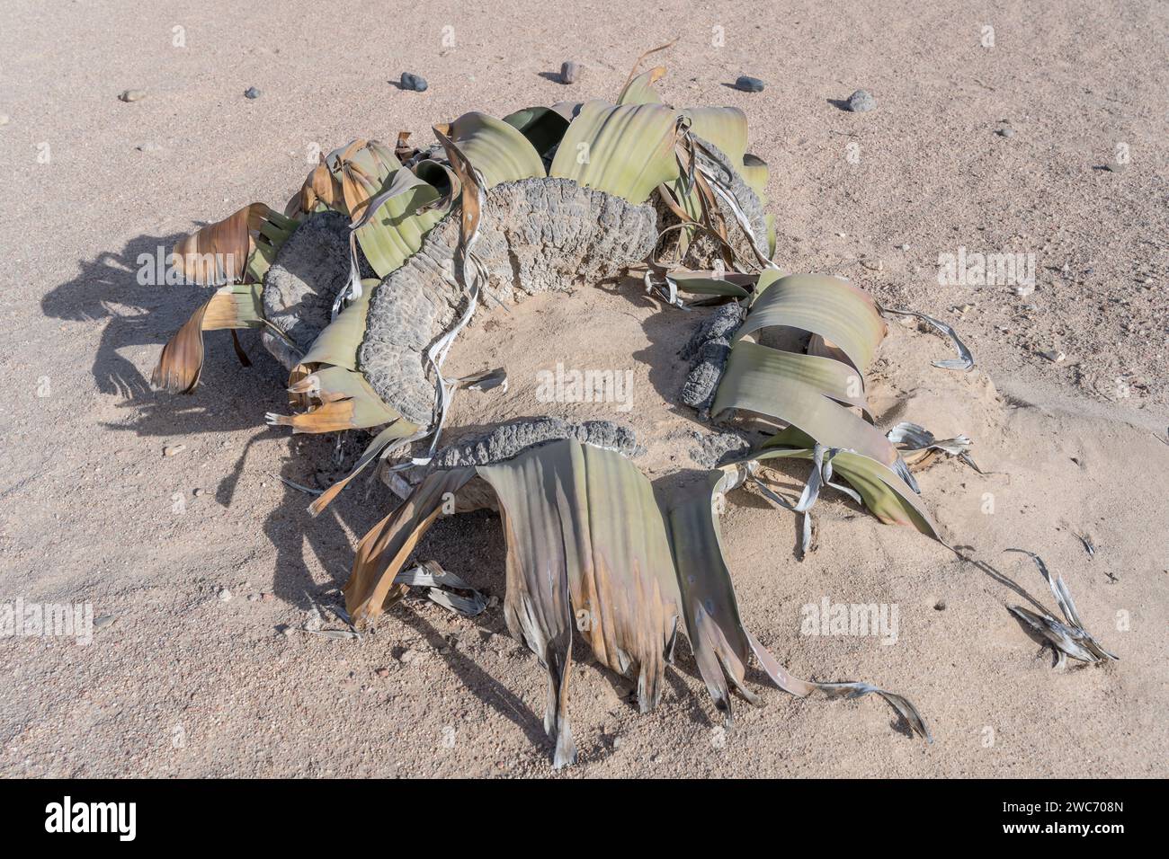 Lebende fossile Pflanze, Weltwitschia mirabilis, in der Mondlandschaftswüste, aufgenommen im hellen Licht des späten Frühlings bei Swakopmund, Namibia, Afrika Stockfoto