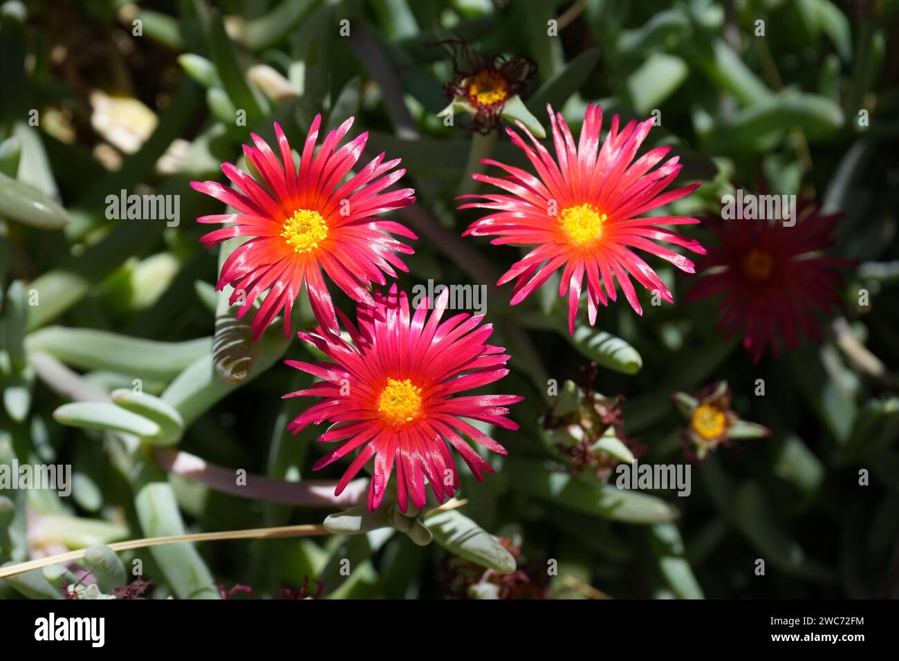 Rote und gelbe kupferfarbene Vygie (Malephora Crocea), San Pedro de Atacama, Chile. Stockfoto