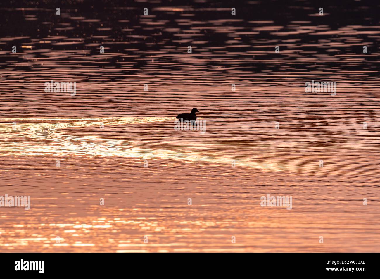 Eine ruhige Szene in der Abenddämmerung, während eine Gruppe von Enten anmutig durch das ruhige Wasser gleitet, beleuchtet von den warmen goldenen Strahlen der untergehenden Sonne Stockfoto