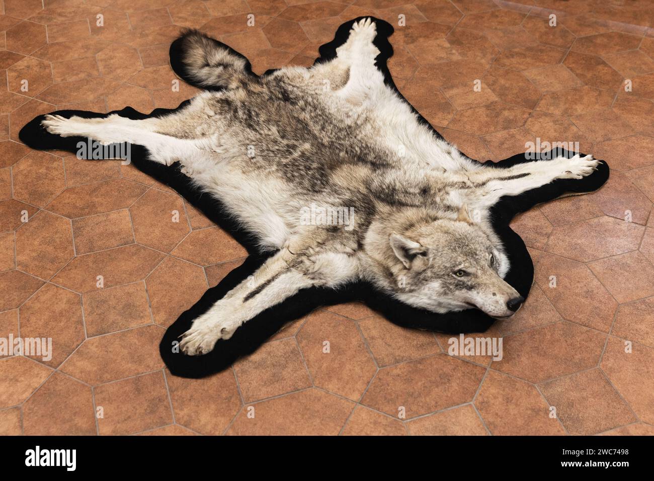 Ein alter Wolfspelt lag auf gefliestem Boden Stockfoto