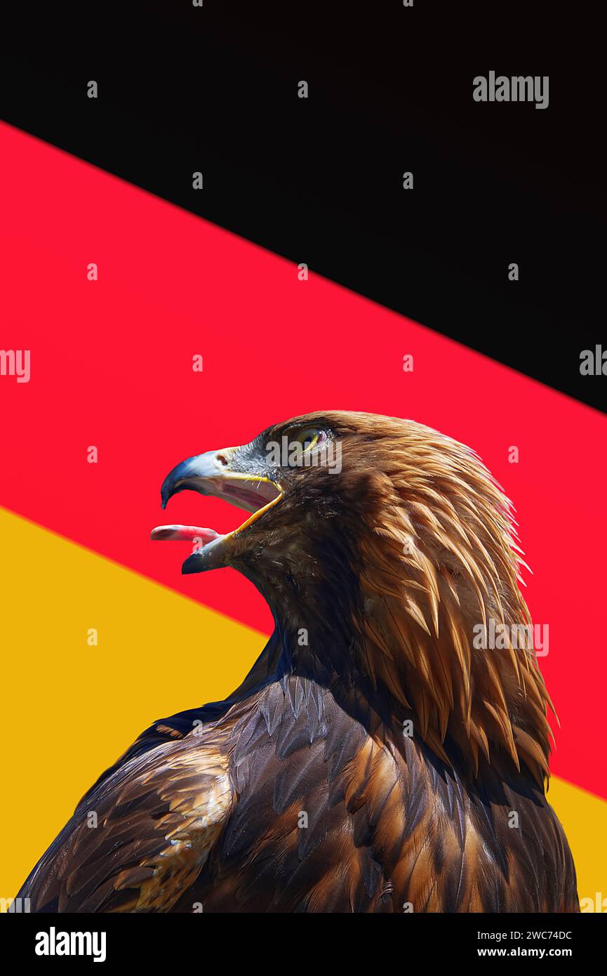 Kopfaufnahme eines Adlers vor dreifarbigem Hintergrund in den Farben der deutschen Flagge Stockfoto