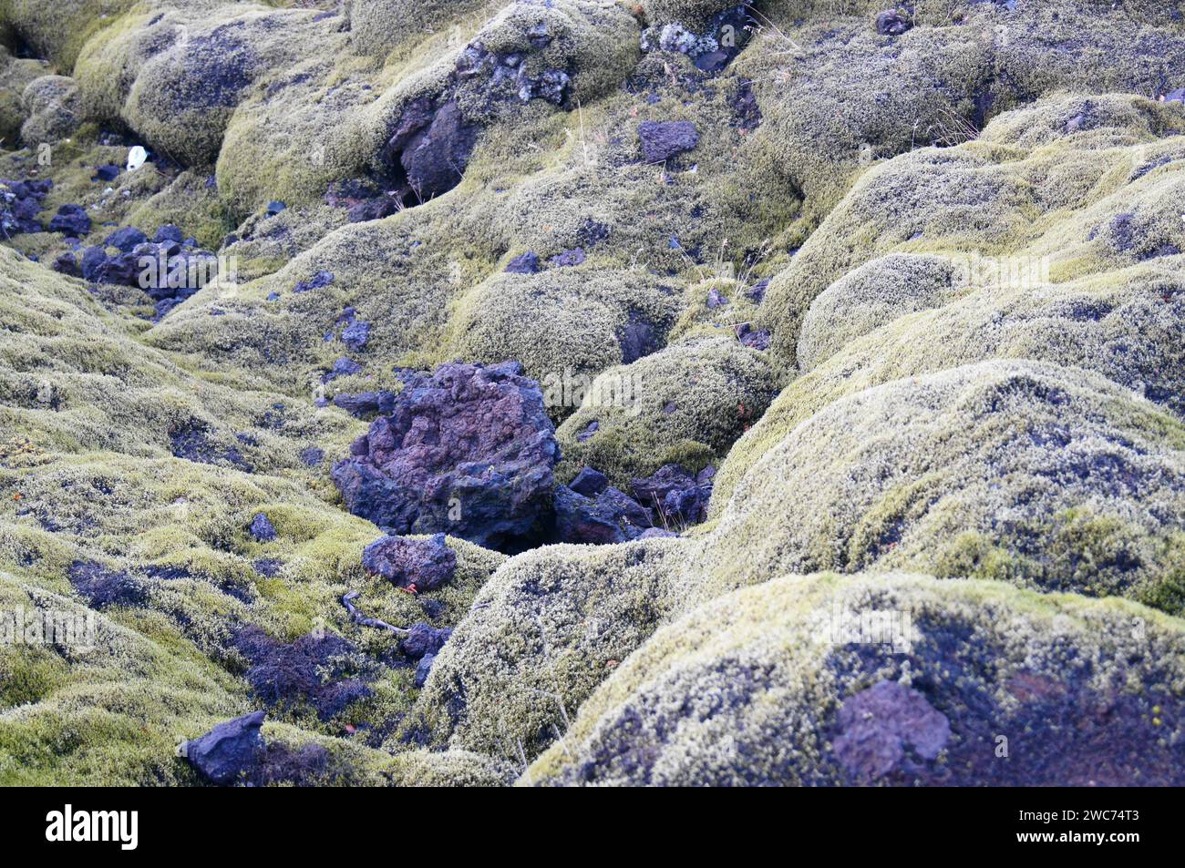 Moosbedecktes Lavafeld in der Nähe von Kirkjubaejarklaustur, Südosten Islands Stockfoto