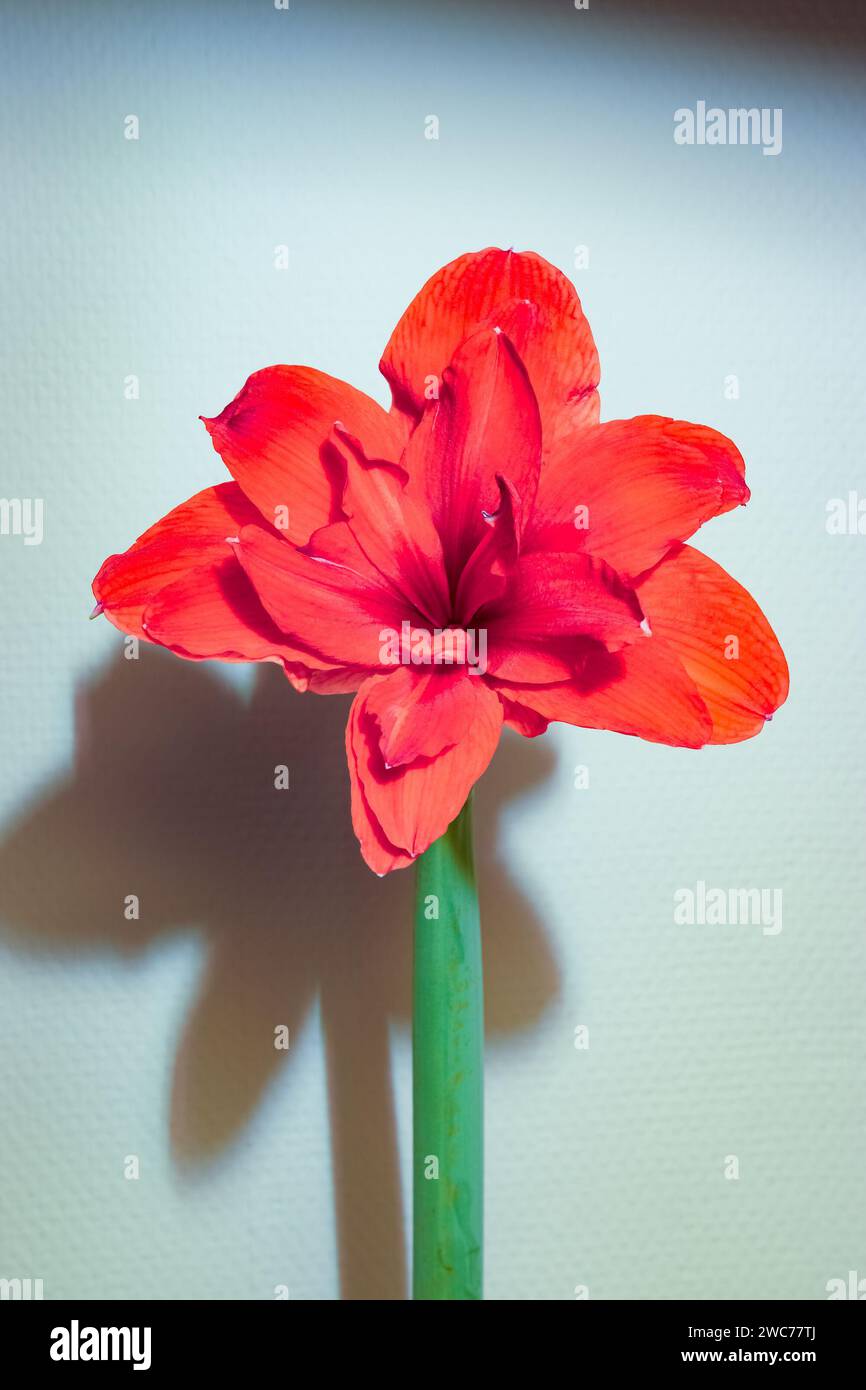 Rote großblütige Amaryllis (Hippeastrum intiflorum) Stockfoto