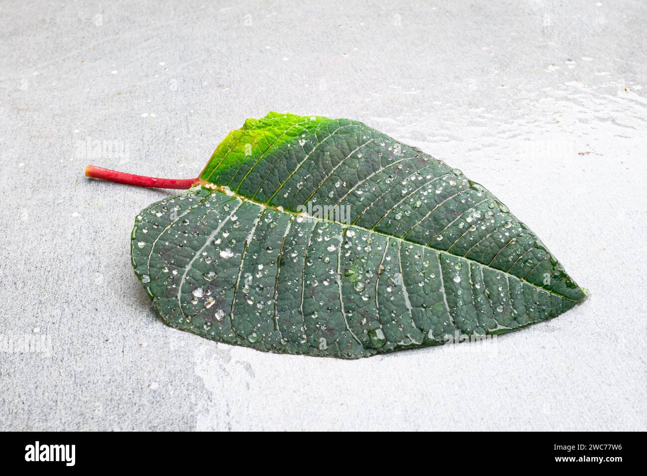Tropfen auf dem grünen Blatt der Weihnachtsstern, auch bekannt als Weihnachtsblume Stockfoto
