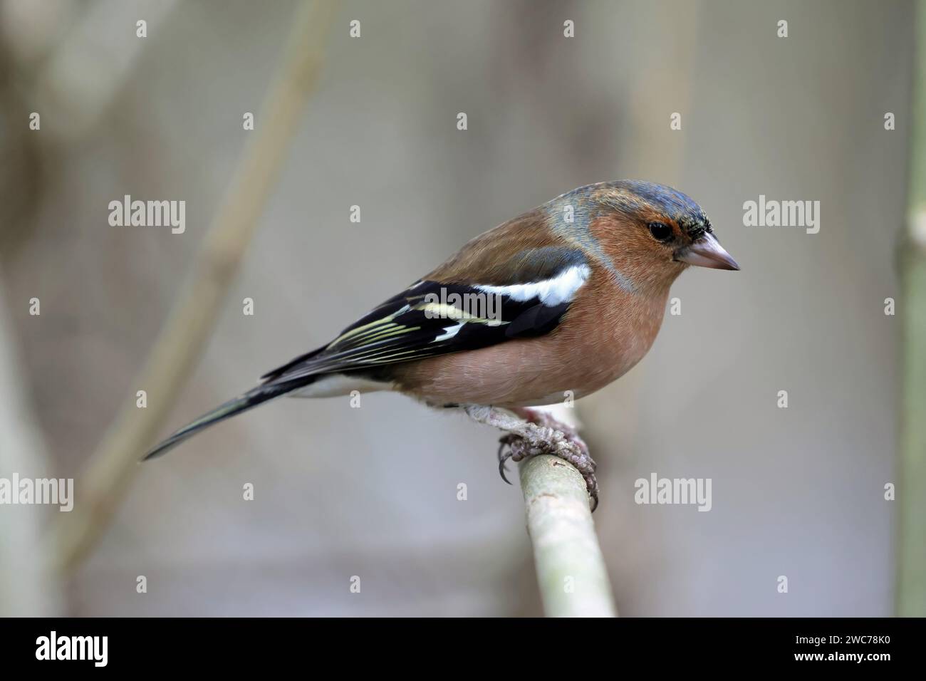 Gemeinsame Buchfink (Fringilla coelebs) Stockfoto