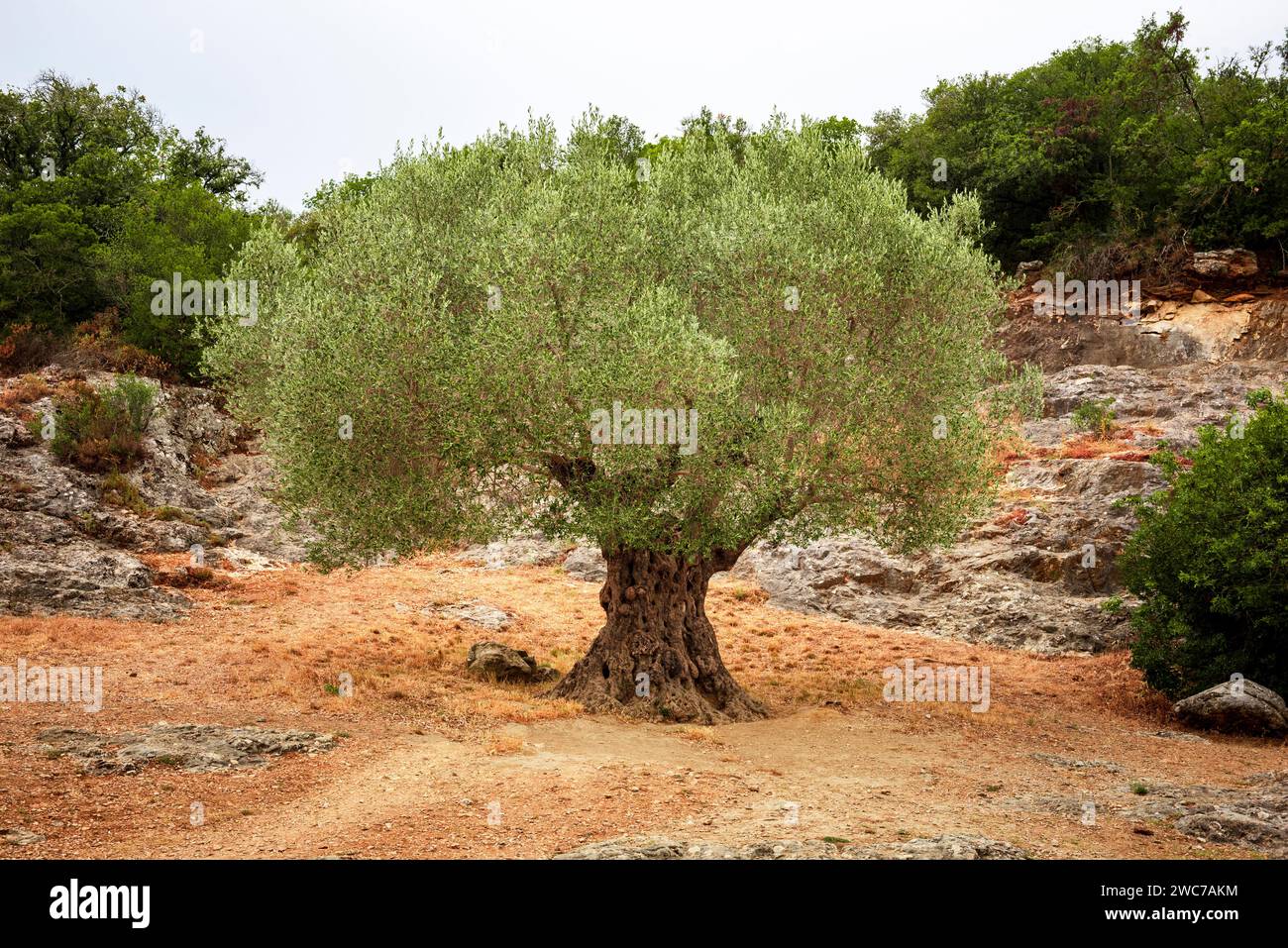 Jahrhundertealter Olivenbaum in Südfrankreich Stockfoto