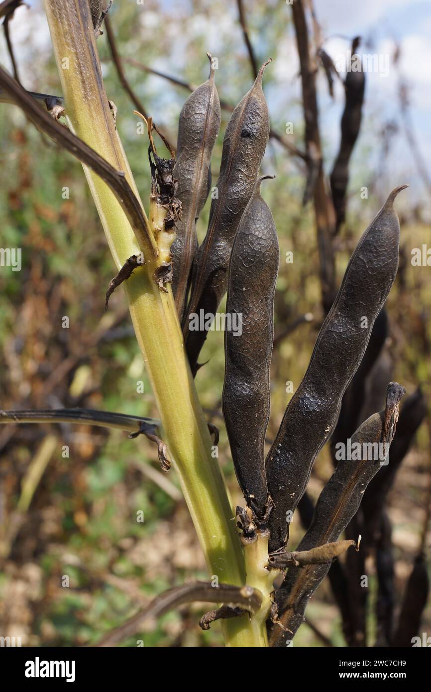 Reife Schoten der breiten Bohnen. Eine wertvolle Protein- und Bodenverbesserungsquelle. Stockfoto