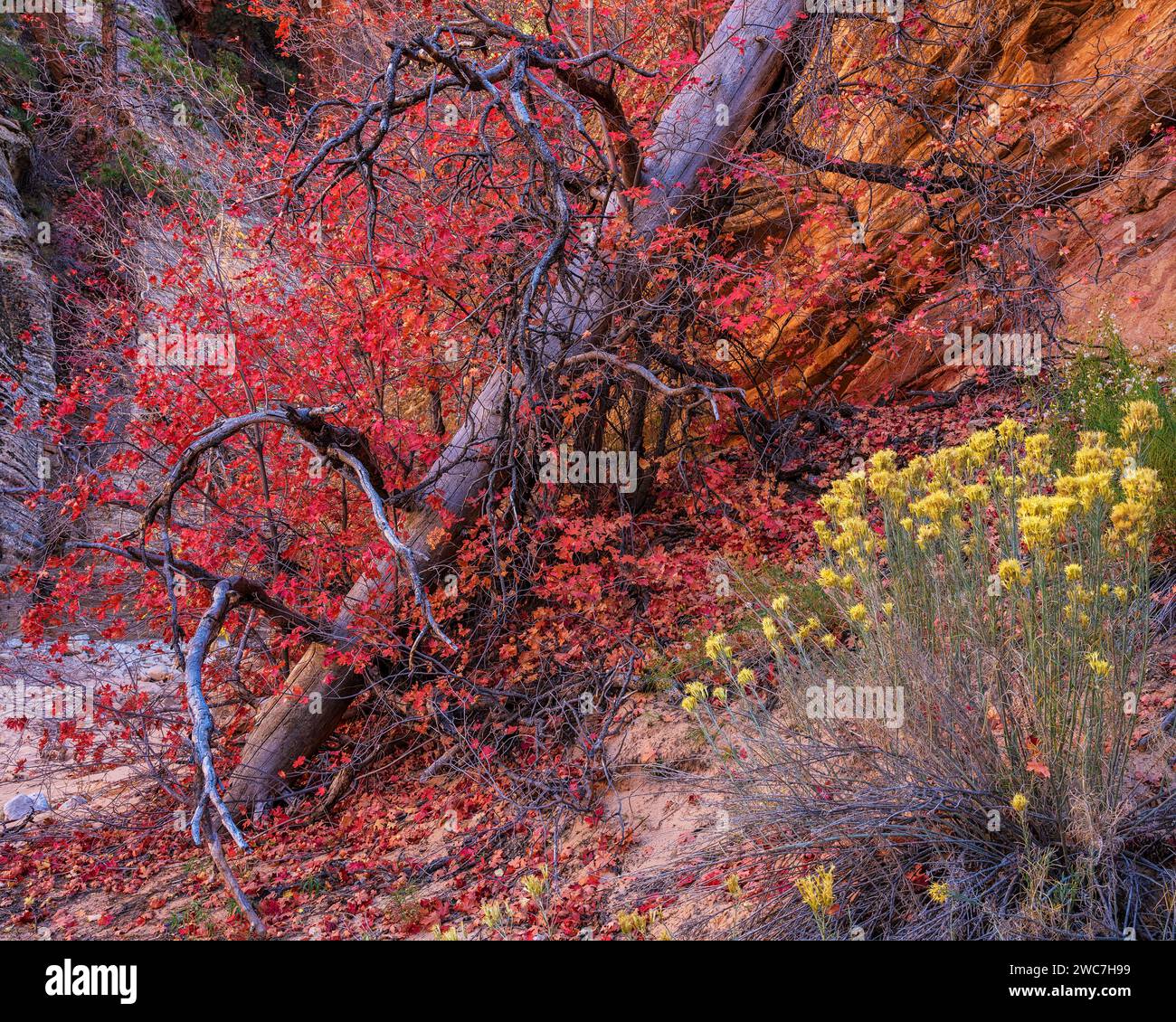Farbenfroher herbstlicher Big-Tooth Maple und Rabbitbrush im Zion National Park, Utah Stockfoto