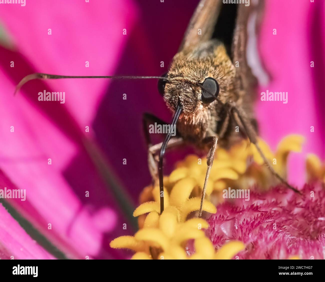 Frontalansicht eines Silver Spotted Skipper Butterfly (Epargyreus clarus) mit seiner Proboscis-Zunge, um Nektar von einer rosa Zinnienblüte zu trinken. NY, USA Stockfoto