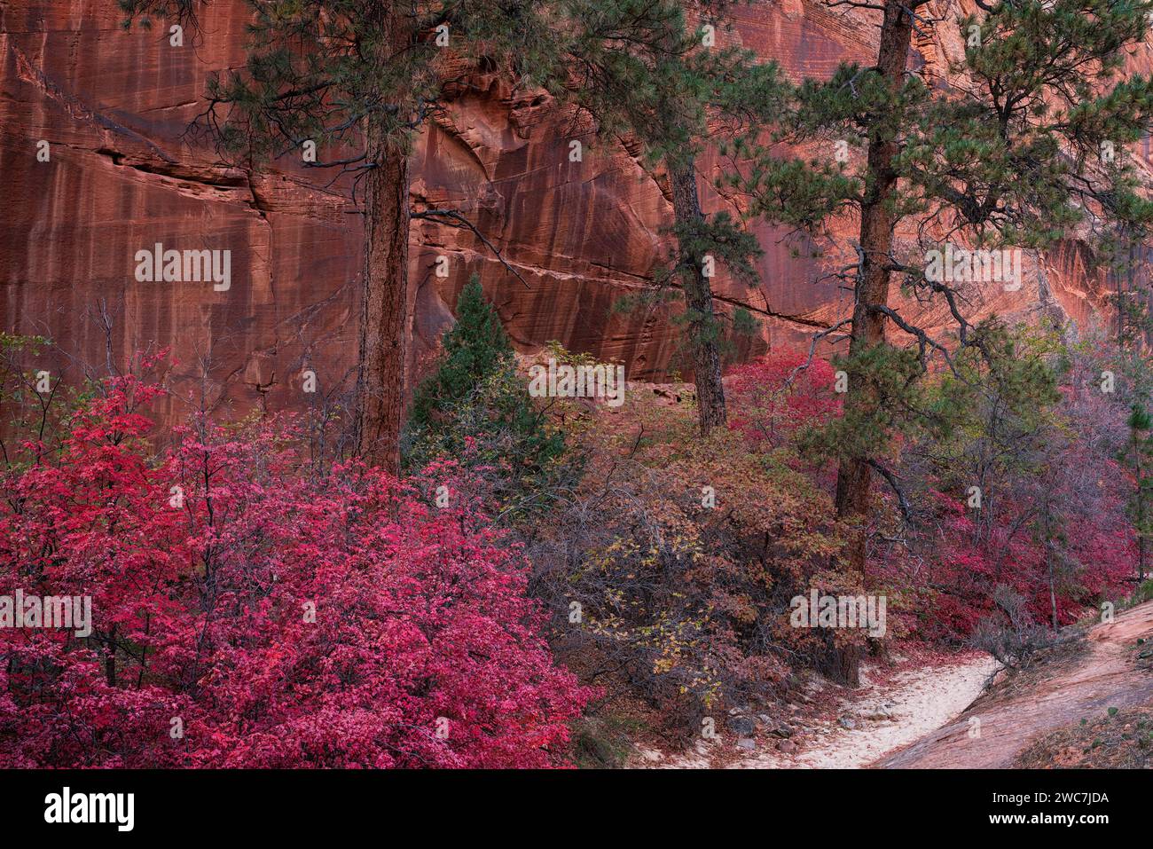 Majestätische Ponderosa-Kiefern und Ahornbäume im Herbst im Zion-Nationalpark, Utah Stockfoto